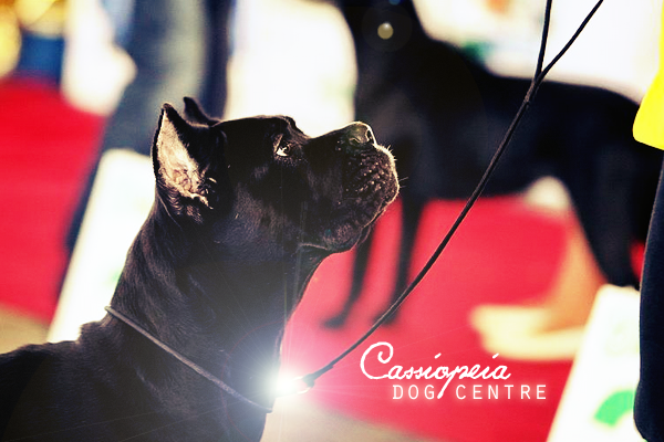 ~Cassiopeia Dog Centre